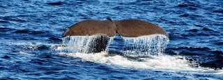 dolphin and whale watching Mediterranean France dolphin and whale watching Mediterranean France