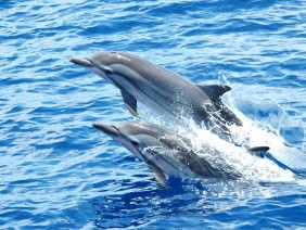 Dolphin and whale watching trip Languedoc-Roussillon